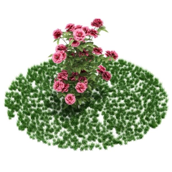 Plant 3D Model - دانلود مدل سه بعدی گیاه - آبجکت سه بعدی گیاه - دانلود آبجکت سه بعدی گیاه - دانلود مدل سه بعدی fbx - دانلود مدل سه بعدی obj -Plant 3d model free download  - Plant 3d Object - Plant OBJ 3d models - Plant FBX 3d Models - بوته - bush 